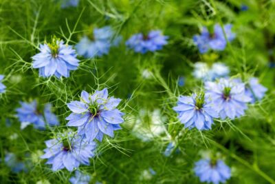Modré kvety čiernej rasce (Nigella sativa) rastúce v záhrade, symbolizujúce prírodný poklad pre zdravie a krásu.